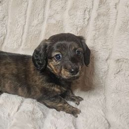 Martina $2000 red brindle - Brindle Dachshund puppy in Lindsay, California from Lazy K&M Dachshunds