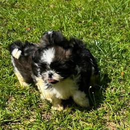 Martin - Black and white male Shih Tzu puppy in Augusta, Georgia from Floofah la Woofah