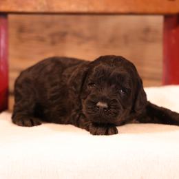 Kacia - Cream female Whoodle puppy in West Bend, Iowa from Blue Skies Terriers