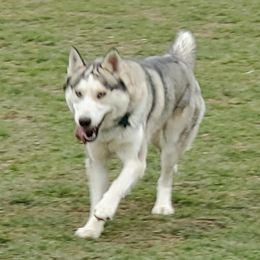 Zues - Siberian Husky