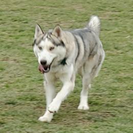 Zues - Siberian Husky
