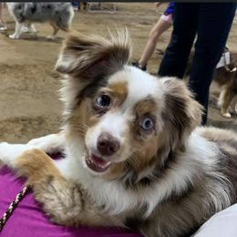 Miniature Australian Shepherd and Toy Australian Shepherd All Grown Up from Down South Aussies