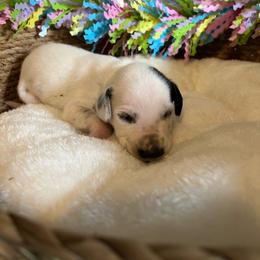 Salty Dawg- Light Green- LUA - White and black female Dalmatian puppy in Claremore, Oklahoma from Lotsofdots Dalmatians
