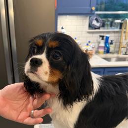 Millie - Tri-color female Cavalier King Charles Spaniel puppy in Little Rock, Arkansas from Montra Japanese Chin & Cavalier King Charles Spaniels