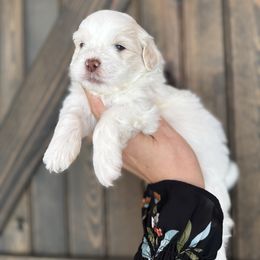 Kodiak - White male Shihpoo puppy in Spring Hill, Florida from Parisian Puppies