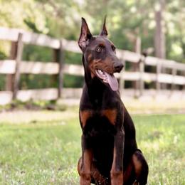 Mazie - Red and rust Doberman Pinscher puppy in Williamston, Sc, South Carolina from GFDutton Retrievers & Dalla Grazia Dobermans