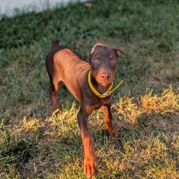 Yellow - Red and rust female Doberman Pinscher puppy in Redford, Michigan from Warsong Dobermann