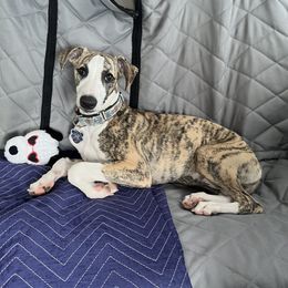Sergio - Blue brindle Whippet puppy in Katy, Texas from Texas Diamond Whippets