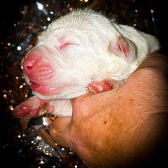 Abominable Snowman - White male Dogo Argentino puppy in San Diego, California from Debonair Dogos