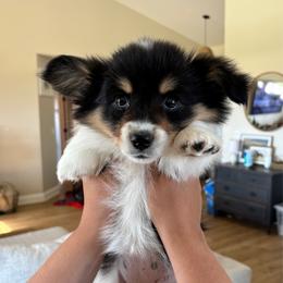 Daisy - Black and tan female Pembroke Welsh Corgi puppy in Red Bluff, California from Wilder Ranch Corgis