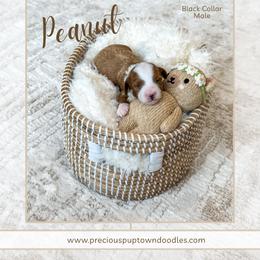 Peanut - Red  male Goldendoodle puppy in Bell Buckle, Tennessee from Precious Puptown Doodles