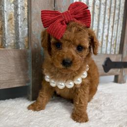 Red collar - Red  female Goldendoodle puppy in Calico Rock, Arkansas from Cottrell’s Poodles & Doodles