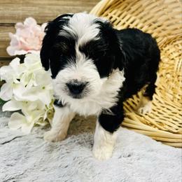 Lexi - Black and white female Aussiedoodle puppy in Hamilton, Michigan from White Pine Farm