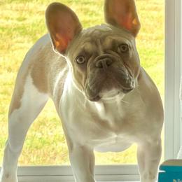 Lilly - Blue fawn female French Bulldog puppy in New Hampton, New Hampshire from Kismet French Bulldogs