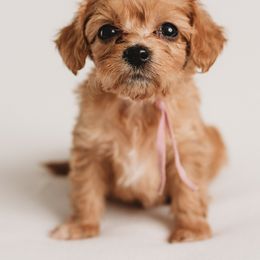 Cavapoo Puppies from PuppybuddyUSA