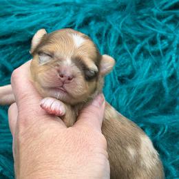 Pretzel - Chocolate male Chihuahua puppy in Franklin, North Carolina from A&J Cutie Pawtooties
