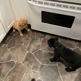 Labrador Retriever Puppies from Bayside Labradors