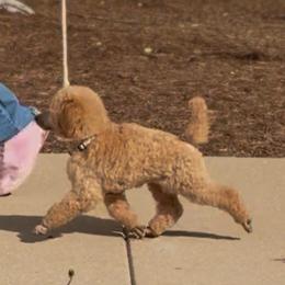 Grey Collar Girl - Apricot female Poodle puppy in Ocala, Florida from Sommer Standards & Chinese Cresteds