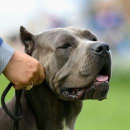 Zenith - Cane Corso