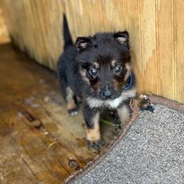 Saturn - Black and silver male German Shepherd puppy in Lake Charlse, Louisiana from Dettaalpha Kennels