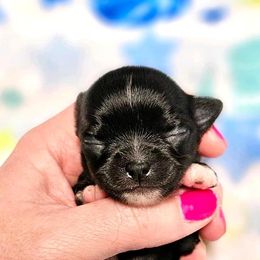 Chihuahua Puppies from Summit Chihuahuas