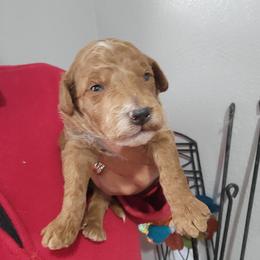 Annie - Apricot female Goldendoodle puppy in Milwaukwe, Wisconsin from Wisconsin Doodles