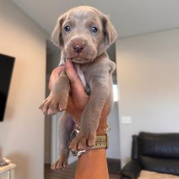 Covey - Blue Collar - Silver gray male Weimaraner puppy in Riverside, Utah from Blue Phantom Kennels