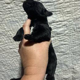Fuji - Black and white male German Wirehaired Pointer puppy in Mora, Minnesota from Reinberg Kennel