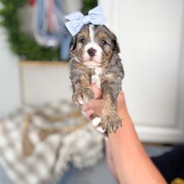 S l o a n e - Blue merle female Bernedoodle puppy in Cedar City, Utah from Cedar Doodles- Home of the Teddybear Goldendoodle