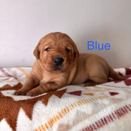 Blue - Yellow male Labrador Retriever puppy in Muskegon, Michigan from Red Acres Working Line K9s