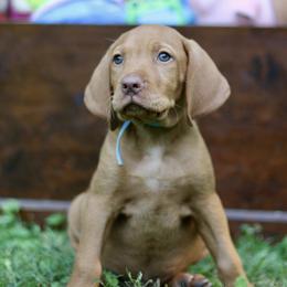 Bullseye - Golden rust male Vizsla puppy in Bloomington, Indiana from Envizion