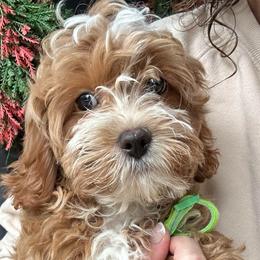 Green Boy - male Cavapoochon puppy in Clementon, New Jersey from PitterPatterPuppiesNJ