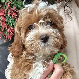 Green Boy - male Cavapoochon puppy in Clementon, New Jersey from PitterPatterPuppiesNJ