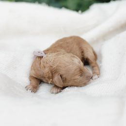 Cavapoo and Poodle Puppies from Puppy Buddy USA