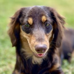 Whitney - Dachshund