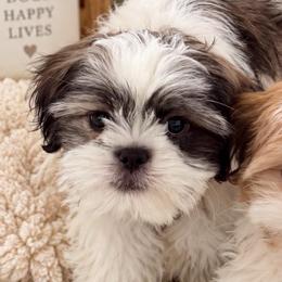 Little Tony - Tricolor male Shih Tzu puppy in Orlando, Florida from Shih Tzu Puppy in Orlando