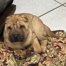 Chinese Shar-Pei Puppies from Blackwitch Farms