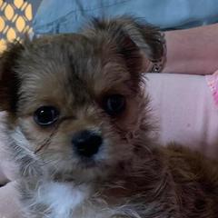 Shichons and Shorkies from Puppies R Us