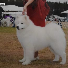 Angus - Samoyed