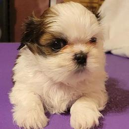 Paisley - Red and white female Shih Tzu puppy in Parma, Ohio from D's DeVine Shih-Tzu