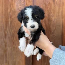 Judy - Tri-color female Bernedoodle puppy in Yuba City, California from Ranch House Doodles