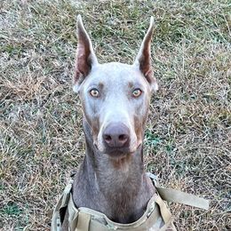 Drako - Doberman Pinscher