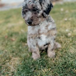 Coming soon - Phantom female Goldendoodle puppy in Caldwell, Idaho from Boise Doodle Co.