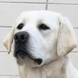 Labrador Retriever Puppies from Flashylabs AKC GRAND CHAMPION SIRED