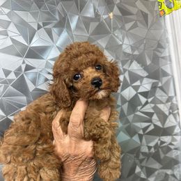 Sherman aka Tank - Red  male Poodle puppy in Hardinsburg, Indiana from KC Recherche'