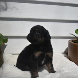 Tilly - Black phantom female Aussiedoodle puppy in Angola, Indiana from Classic City Doodles