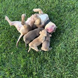 American Bully Puppies from Solidified Midwest Bullies