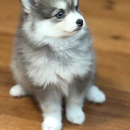 Pomsky Puppies from Royal Pomskies