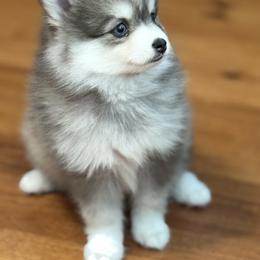 Pomsky Puppies from Royal Pomskies