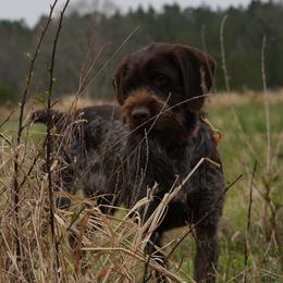 Ruby - Wirehaired Pointing Griffon